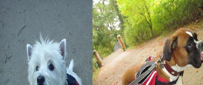 Hos Dogmanship prøver jeg så meget det er muligt at udfordrer hundende fysisk og mentalt så de får mest muligt ud af turen! Derfor bruger jeg fx også Backpack til hundene så de får et 