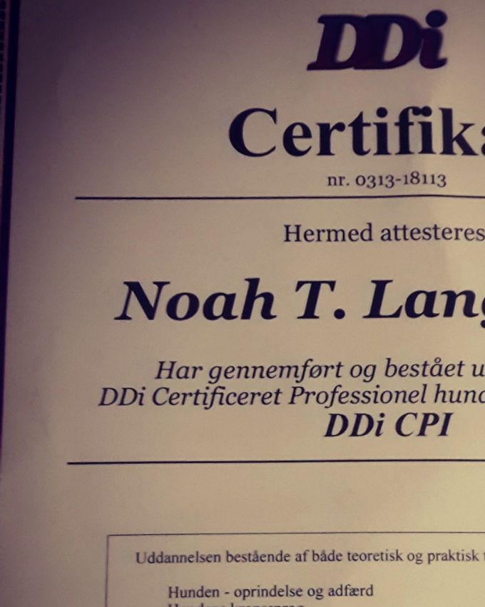 Hundetræner/hunde instruktør bevis 
